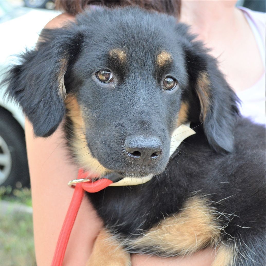 Emerson Puppy - Available July 17th (Adoption Pending!)