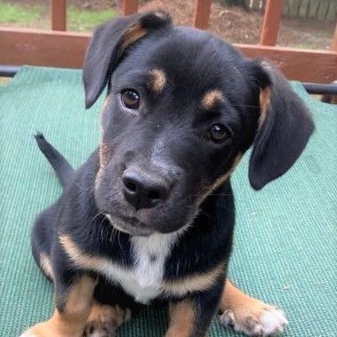 Eli Puppy - Available July 17th (Adoption Pending!)