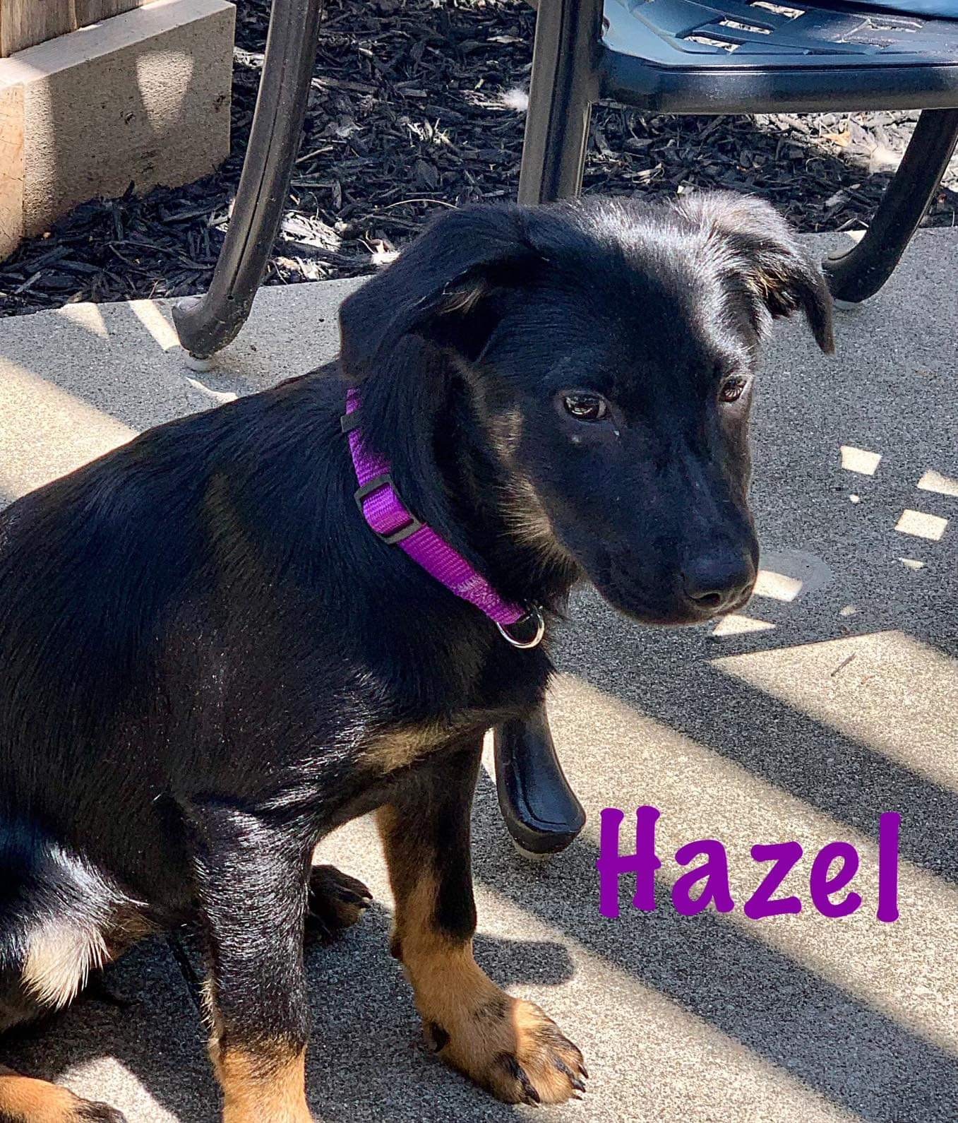 Hazel (Pennies Pups)