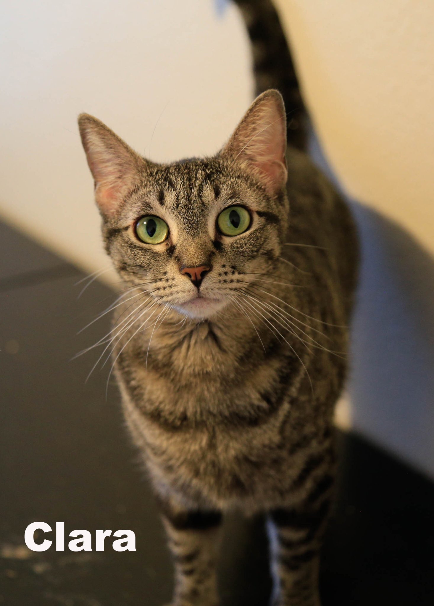 Clara (HM), an adoptable Domestic Short Hair in Vallejo, CA, 94591 | Photo Image 1