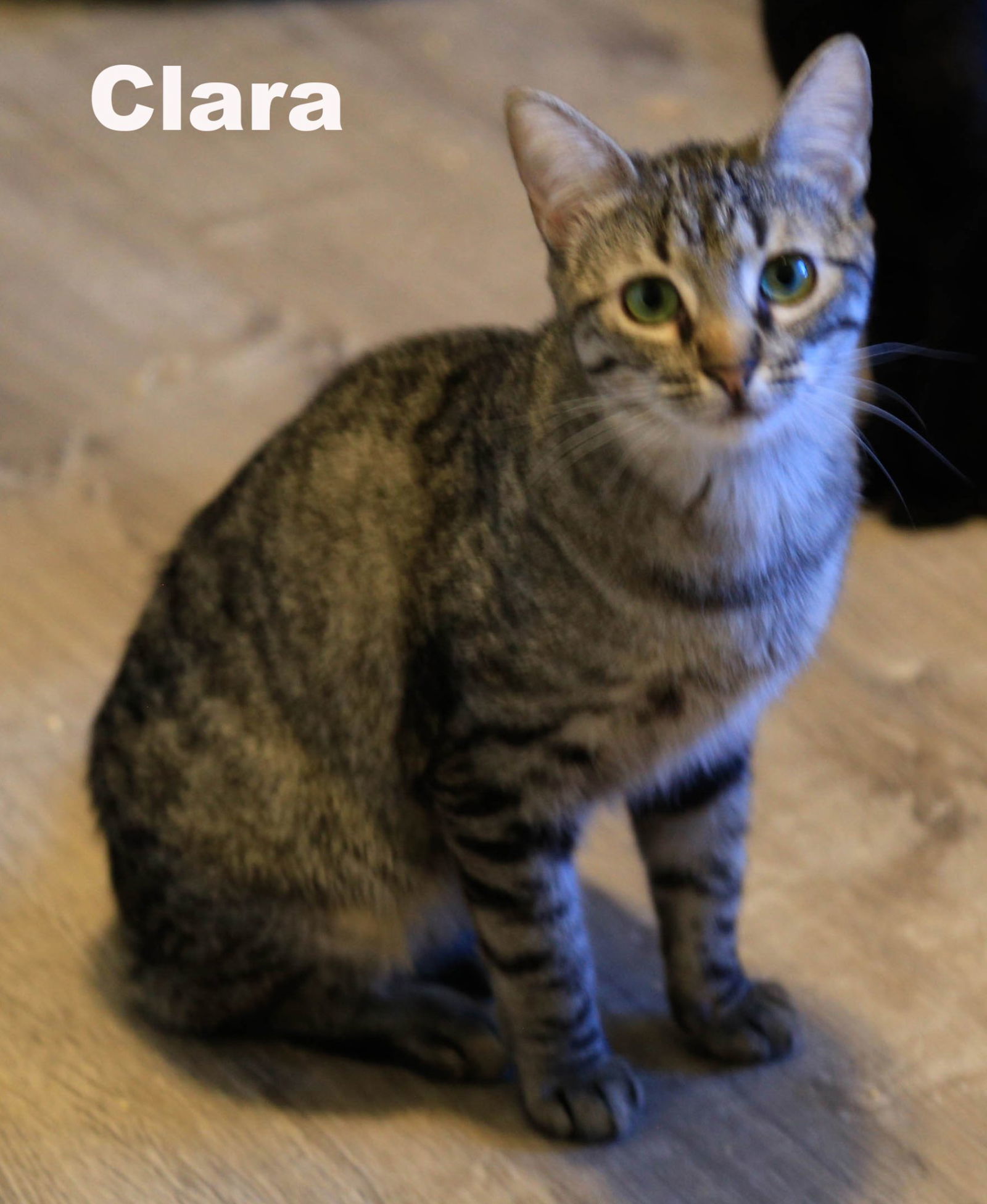 Clara (HM), an adoptable Domestic Short Hair in Vallejo, CA, 94591 | Photo Image 2