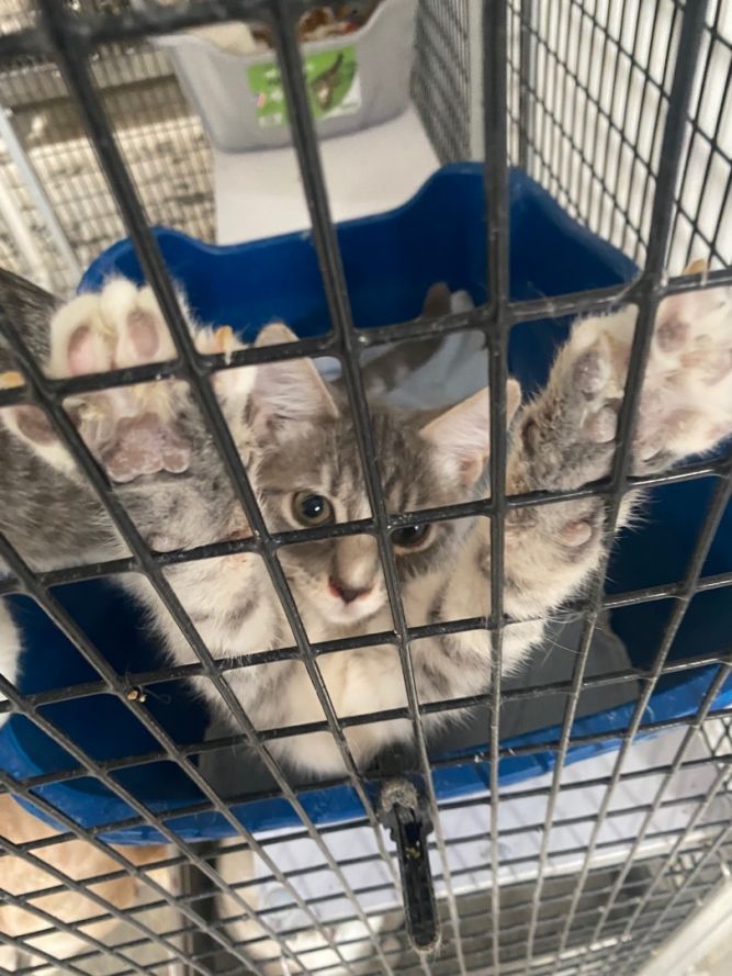Kittens, kittens, and more kittens! 