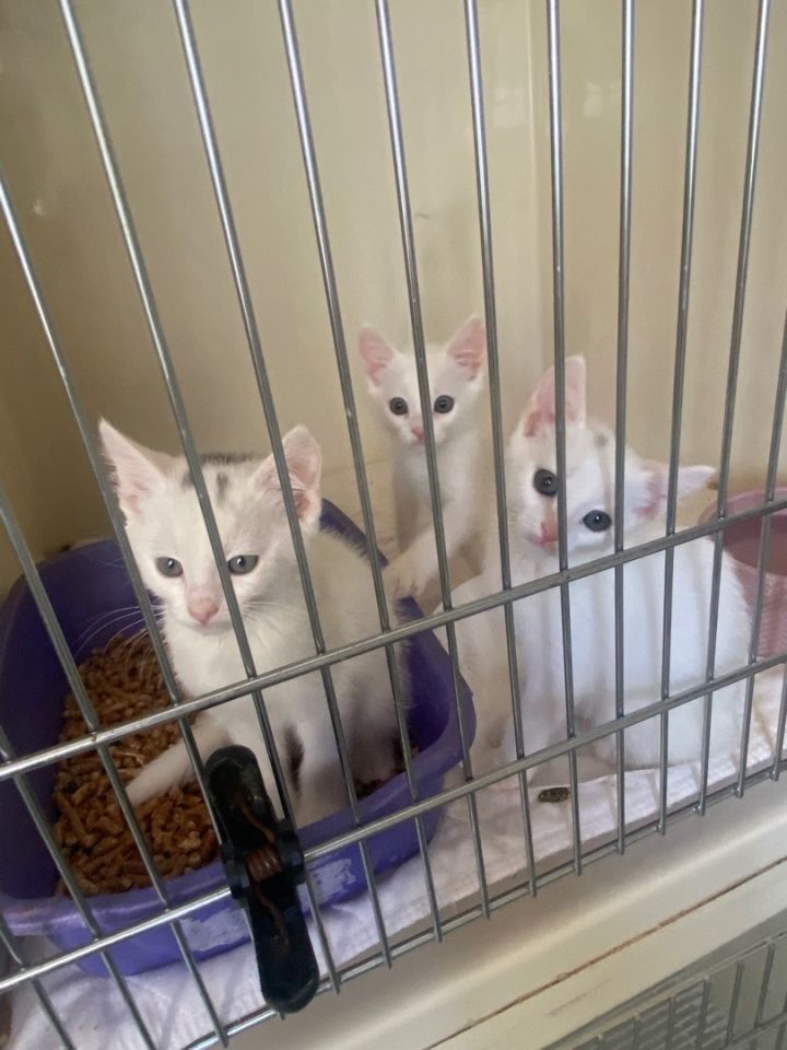 Kittens, kittens, and more kittens! , an adoptable Domestic Short Hair in Okanogan, WA_image-3