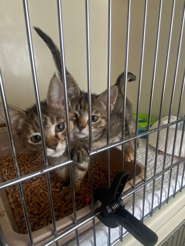 Kittens, kittens, and more kittens! , an adoptable Domestic Short Hair in Okanogan, WA_image-5