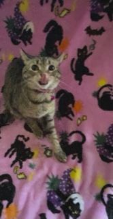 Ava, an adoptable Tabby & Domestic Short Hair Mix in Mesquite, TX_image-1