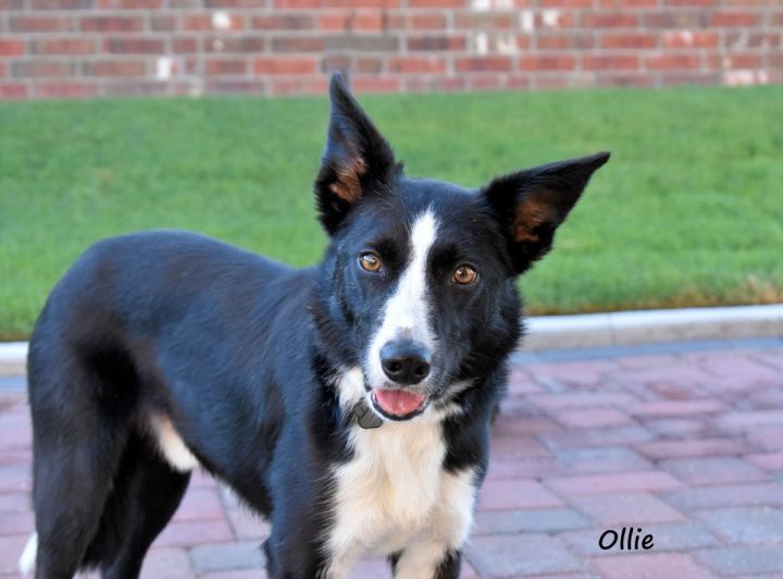 Ollie, an adoptable Border Collie in Oklahoma City, OK_image-1