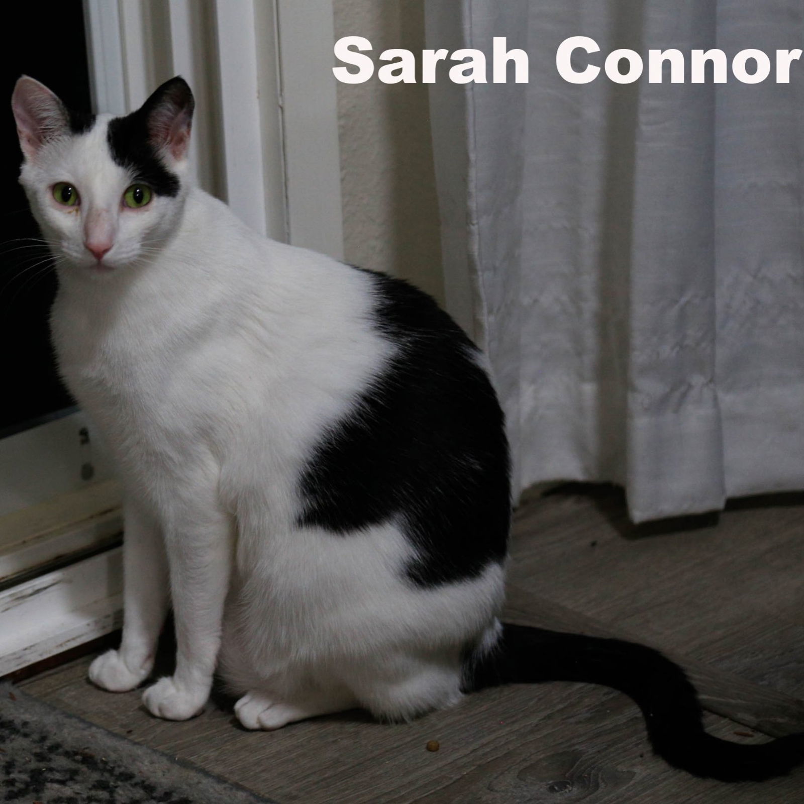 Sarah Conner (HM), an adoptable Domestic Short Hair in Vallejo, CA, 94591 | Photo Image 1