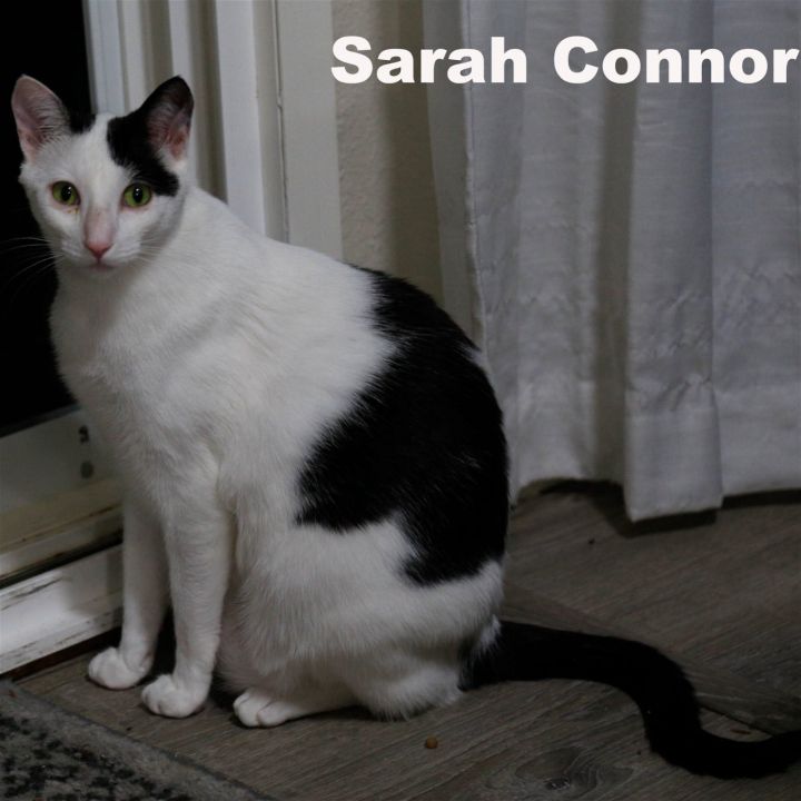 Sarah Conner (HM), an adoptable Domestic Short Hair in Napa, CA_image-1