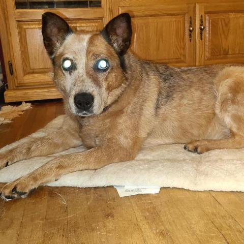Nellie, an adoptable Australian Cattle Dog / Blue Heeler in St. Paul, MN_image-6
