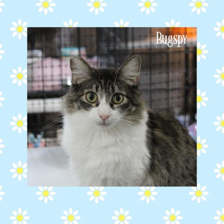 Bugsby, an adoptable Domestic Short Hair in Gilroy, CA_image-2