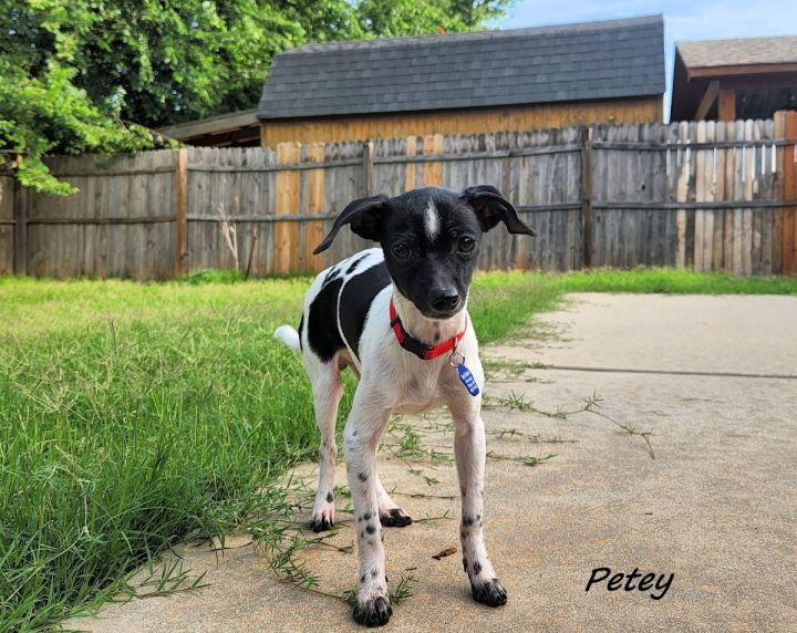 Petey, an adopted Rat Terrier Mix in Oklahoma City, OK_image-2