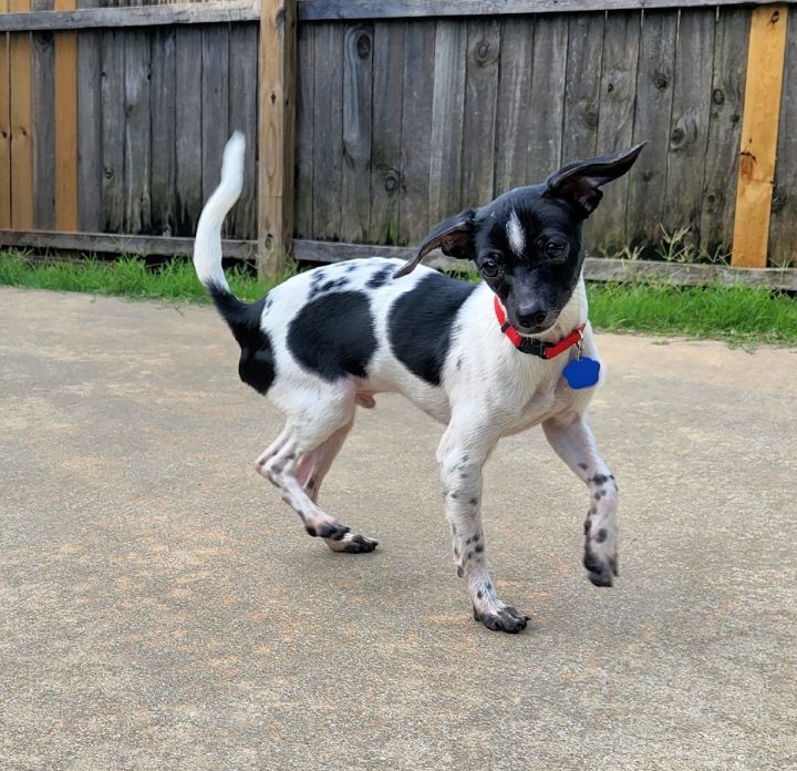 Petey, an adopted Rat Terrier Mix in Oklahoma City, OK_image-3