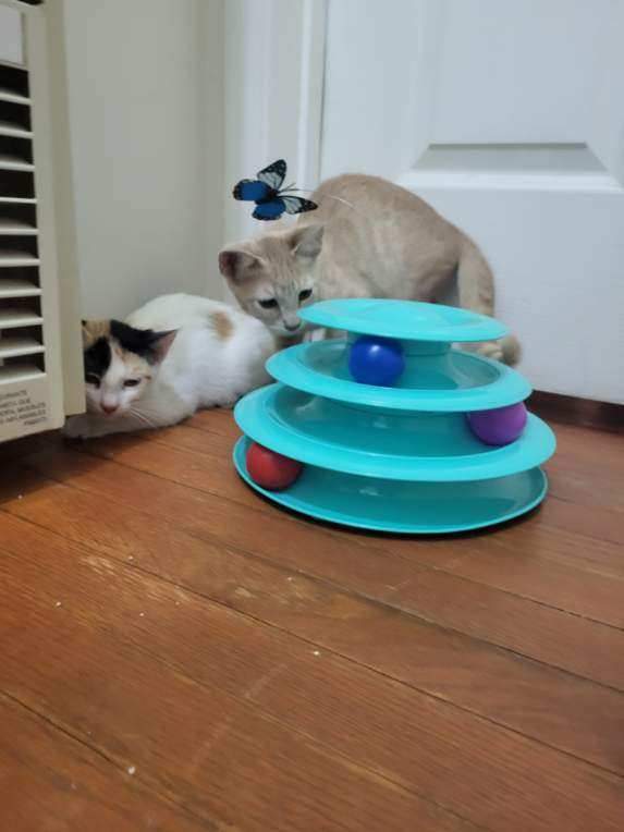 Tiki and Cata kitties!