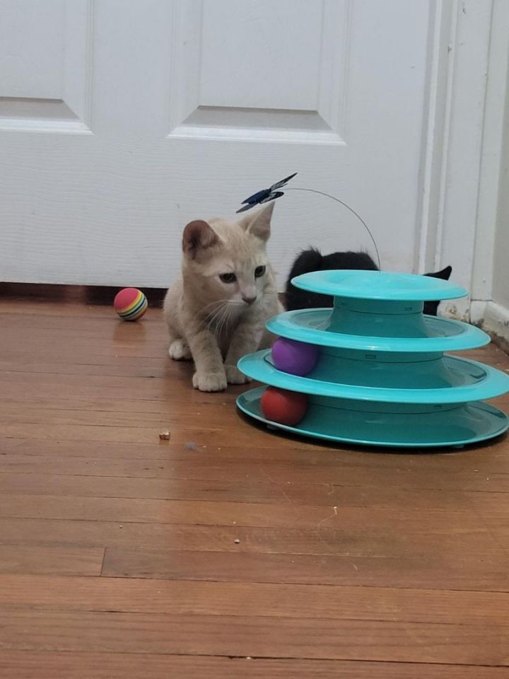 Tiki and Cata kitties! 2