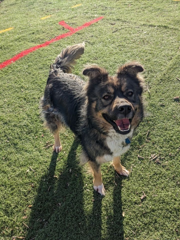 Lexi, an adoptable German Shepherd Dog Mix in Johnston, IA_image-1