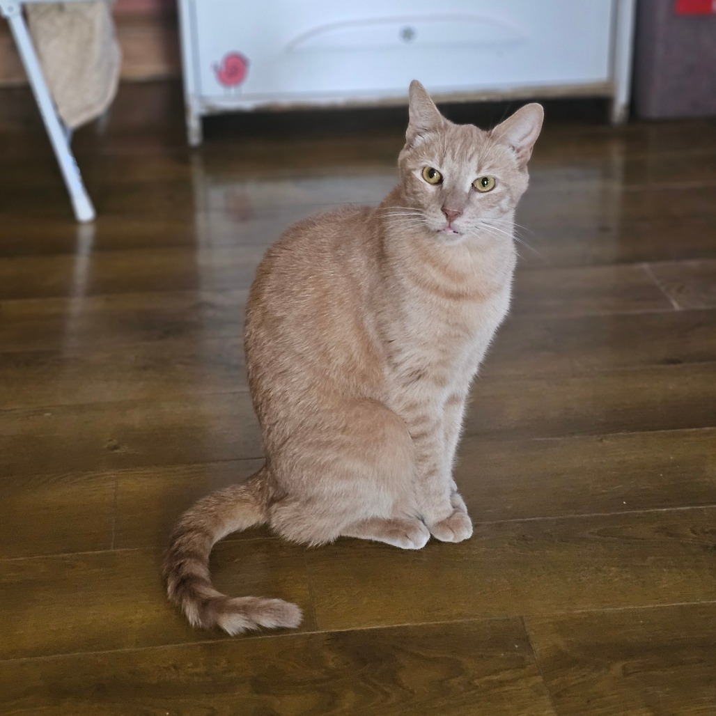 Lake, an adoptable Domestic Short Hair in Middletown, NY, 10940 | Photo Image 1