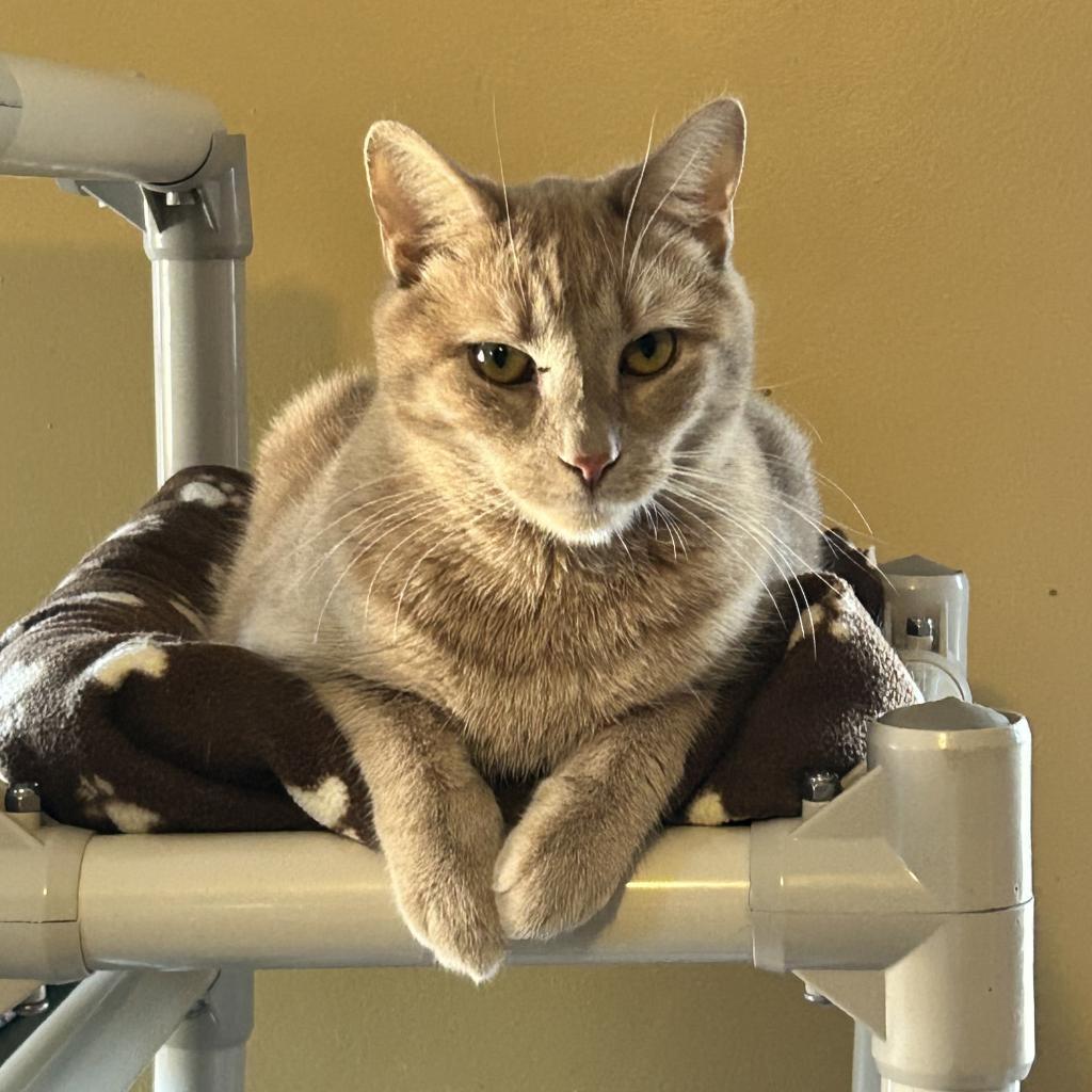 Lake, an adoptable Domestic Short Hair in Middletown, NY, 10940 | Photo Image 2