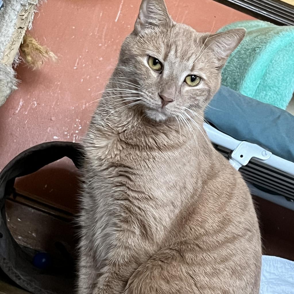Lake, an adoptable Domestic Short Hair in Middletown, NY, 10940 | Photo Image 3