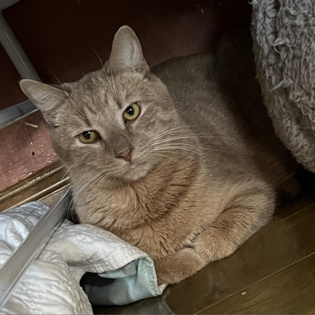 Lake, an adoptable Domestic Short Hair in Middletown, NY, 10940 | Photo Image 3