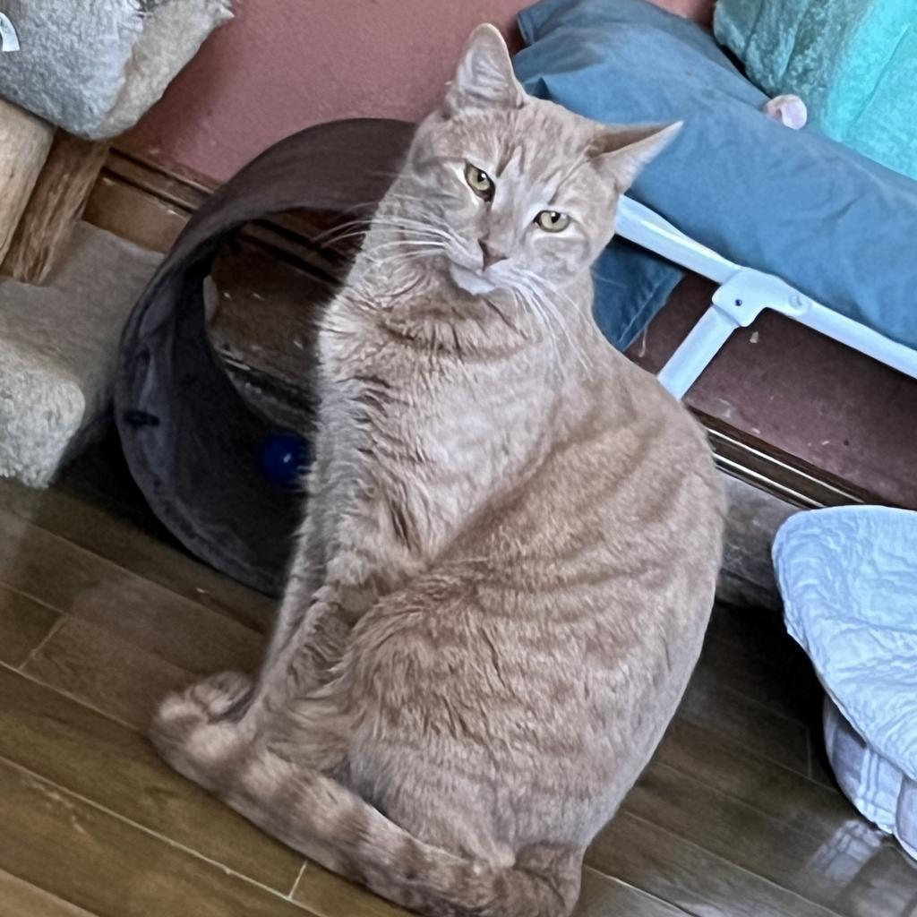Lake, an adoptable Domestic Short Hair in Middletown, NY, 10940 | Photo Image 4