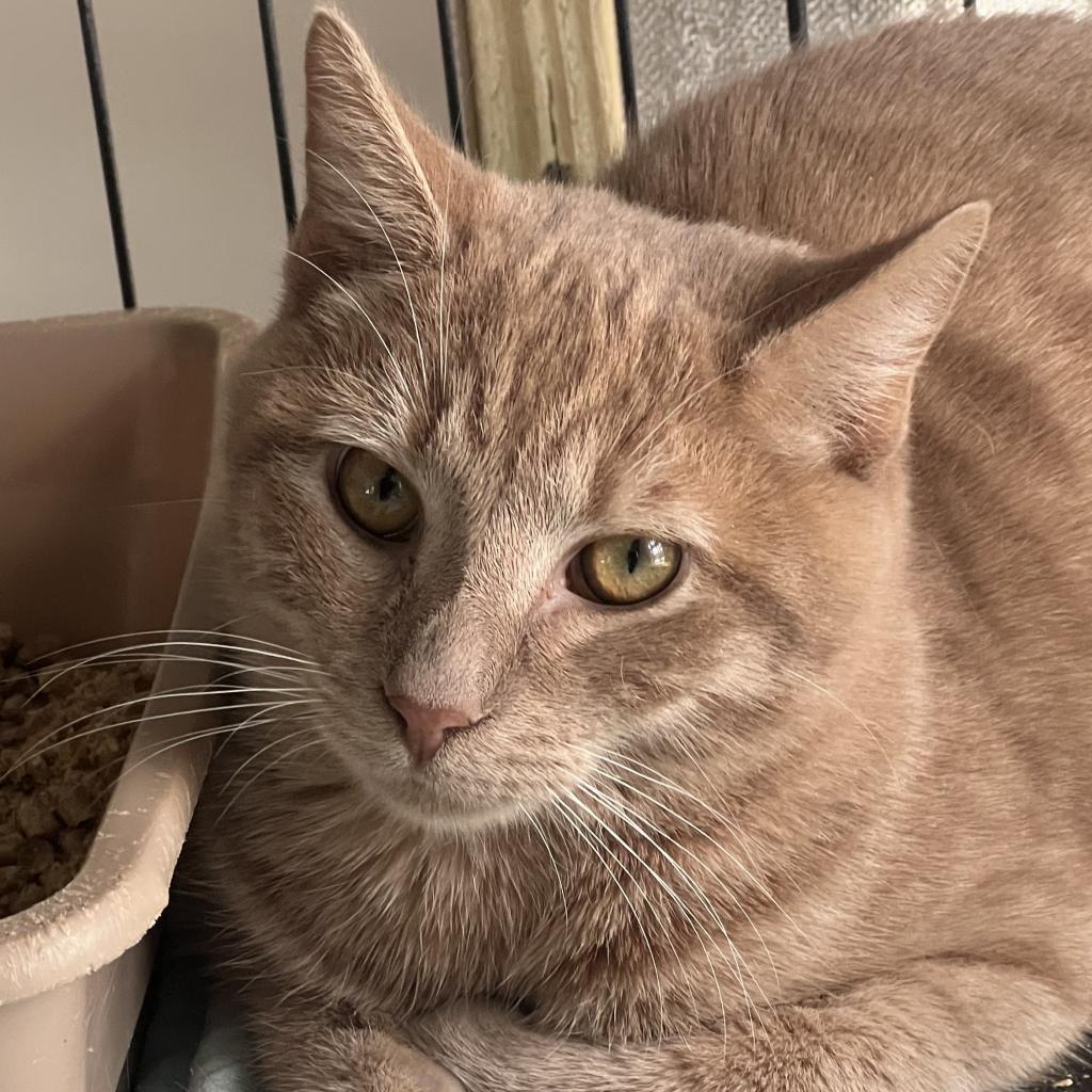 Lake, an adoptable Domestic Short Hair in Middletown, NY, 10940 | Photo Image 5