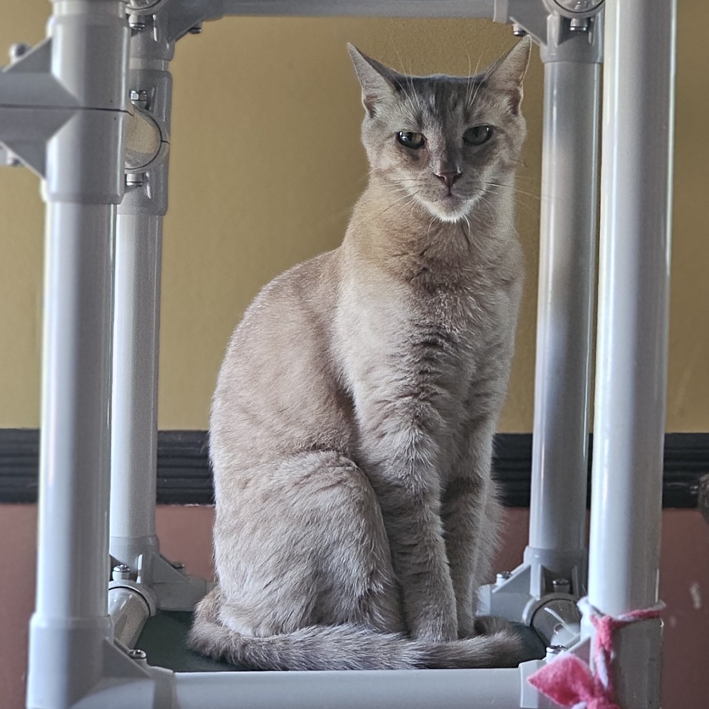 Lake, an adoptable Domestic Short Hair in Middletown, NY, 10940 | Photo Image 5