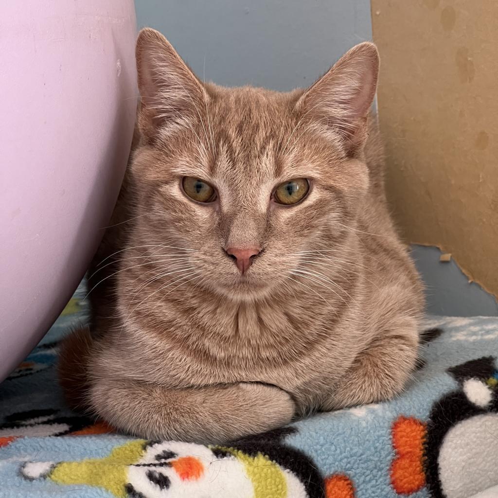 Lake, an adoptable Domestic Short Hair in Middletown, NY, 10940 | Photo Image 6