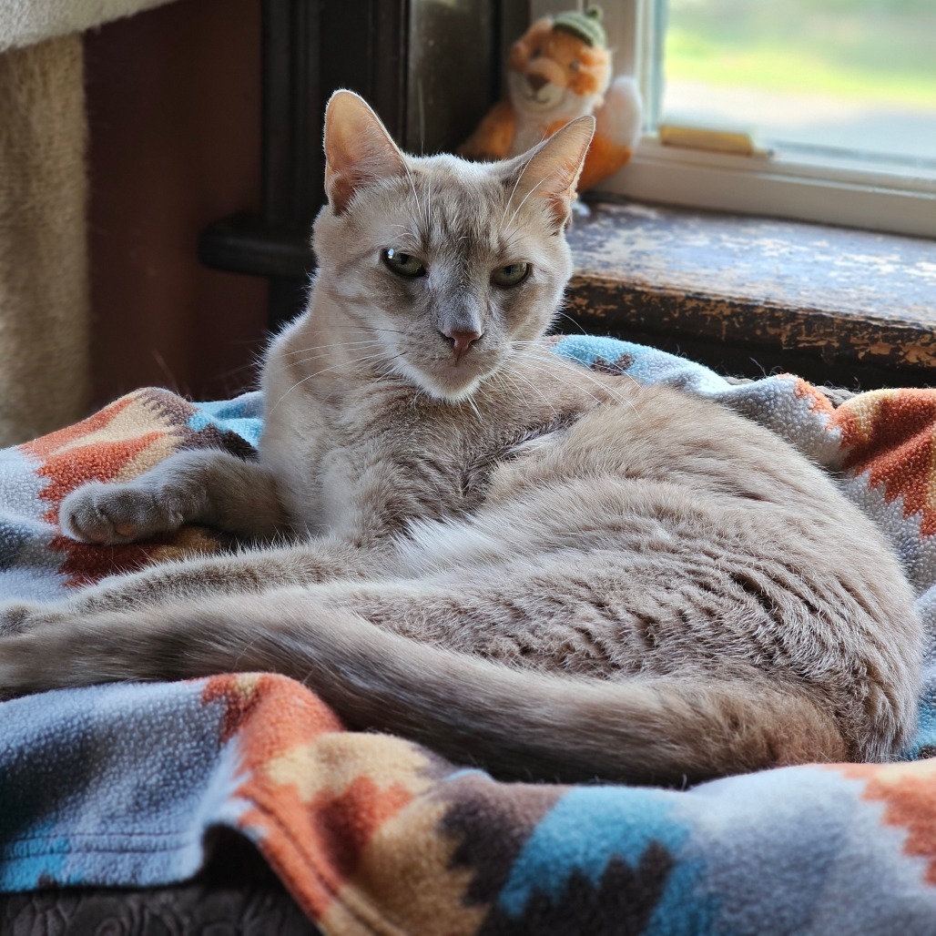 Lake, an adoptable Domestic Short Hair in Middletown, NY, 10940 | Photo Image 6