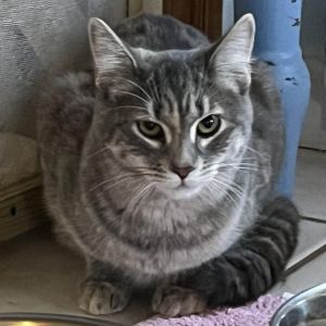 Stream, Adult Female Domestic Short Hair