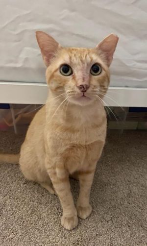 Petfinder cats sale near me