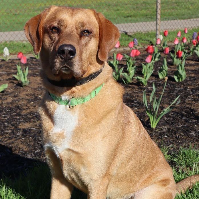 DAWSON - Paws Behind Bars Trained