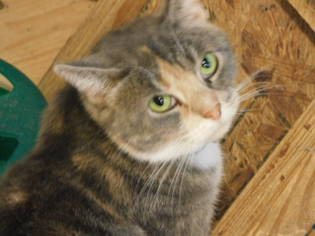 STARR, an adoptable Domestic Short Hair in Millerstown, PA_image-5