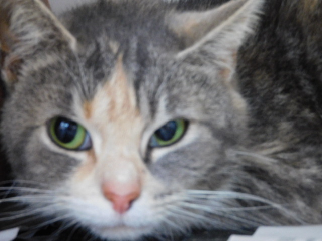 STARR, an adoptable Domestic Short Hair in Millerstown, PA_image-6