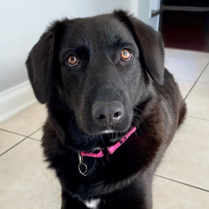 Livia, an adoptable Labrador Retriever Mix in Itasca, IL_image-1