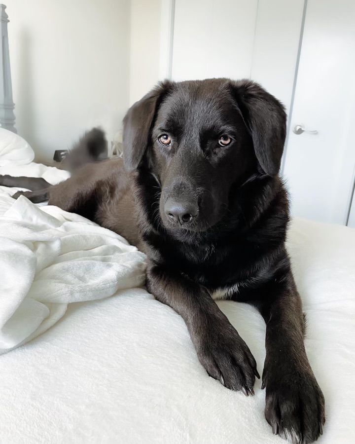 Livia, an adoptable Labrador Retriever Mix in Itasca, IL_image-4