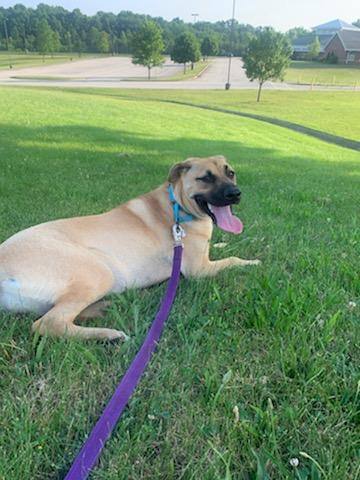 HONEY - Paws Behind Bars prison dog trained