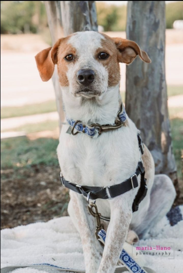 Paddington , an adoptable English Coonhound Mix in ROWLETT, TX_image-3