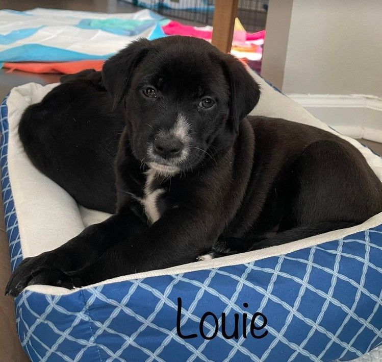 Louie