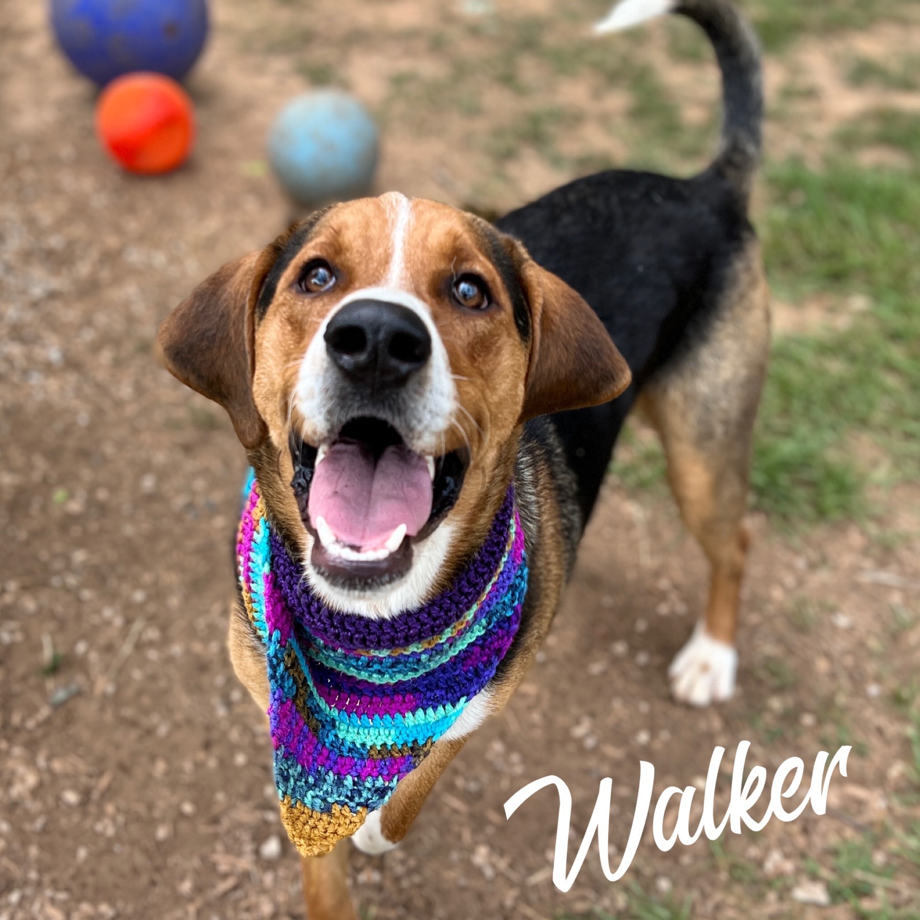 Walker - $25 Adoption Fee