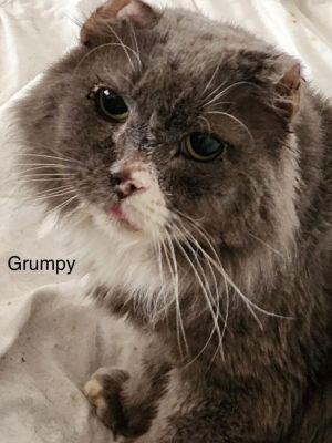 Grumpy-7 yrs old