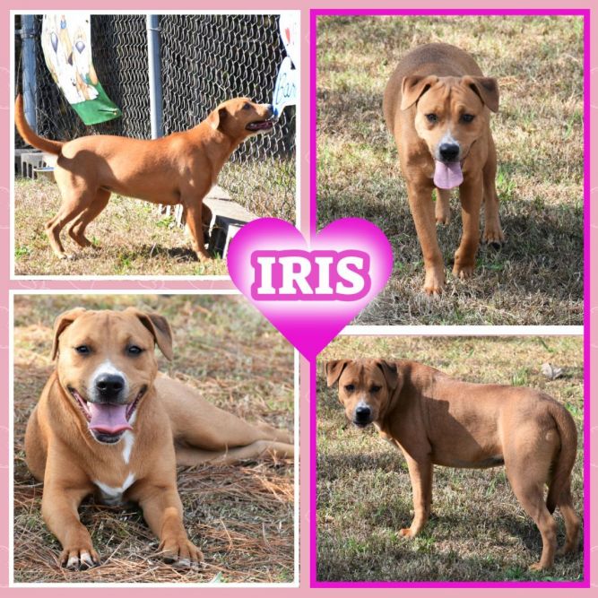 Iris