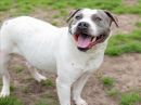 SUGAR's profile on Petfinder.com