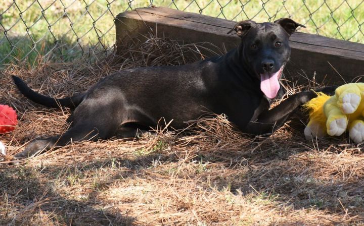 Emma, an adoptable Black Labrador Retriever Mix in Wedowee, AL_image-2