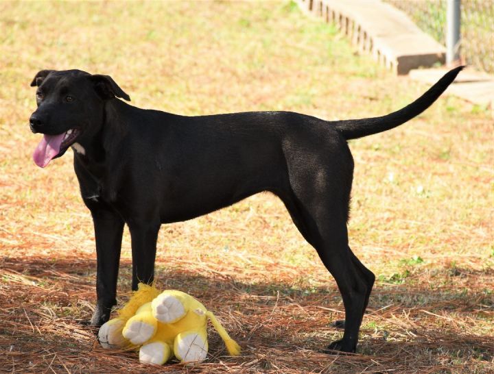 Emma, an adoptable Black Labrador Retriever Mix in Wedowee, AL_image-3