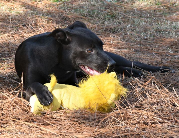 Emma, an adoptable Black Labrador Retriever Mix in Wedowee, AL_image-6