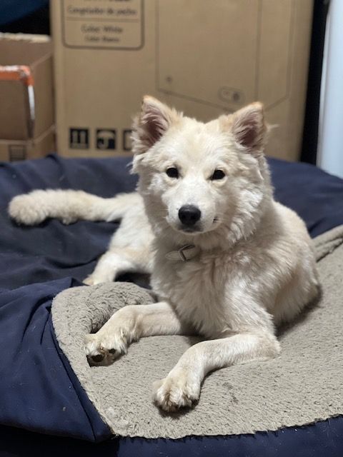 Samoyed german shepherd 2024 mix for sale