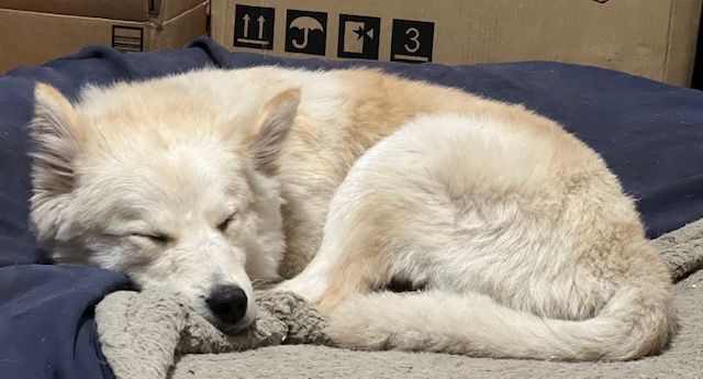 Teddy, an adoptable Siberian Husky, German Shepherd Dog in Kingsland, GA, 31548 | Photo Image 4