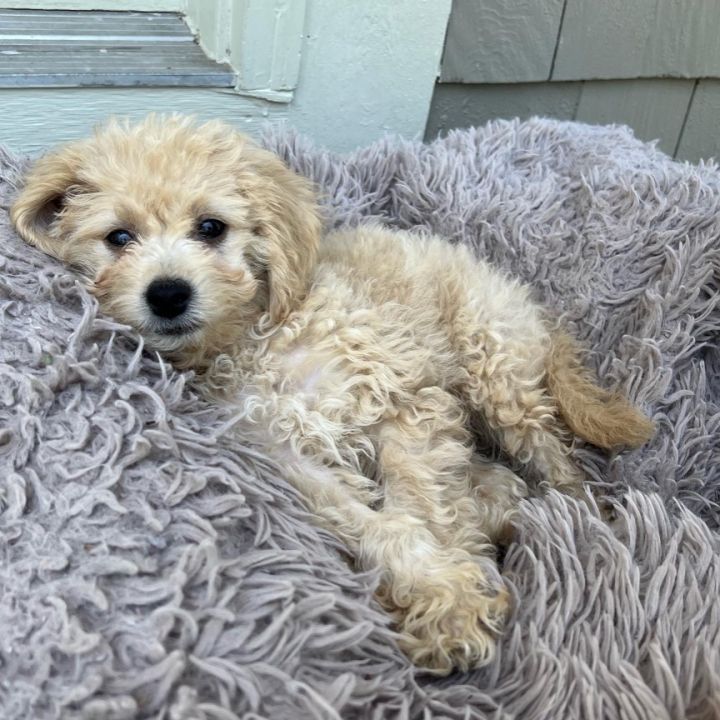 Jiminy, an adopted Miniature Poodle & Goldendoodle Mix in Rochester, NY_image-4