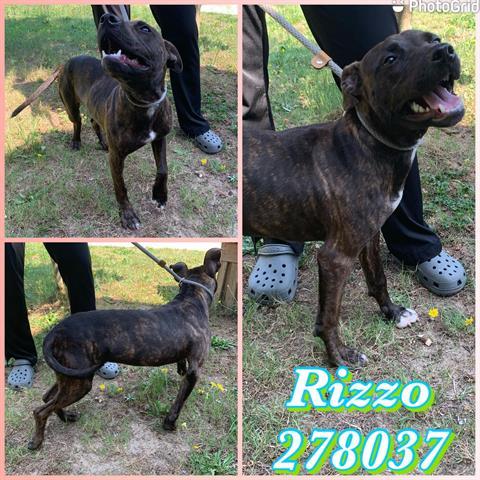 RIZZO