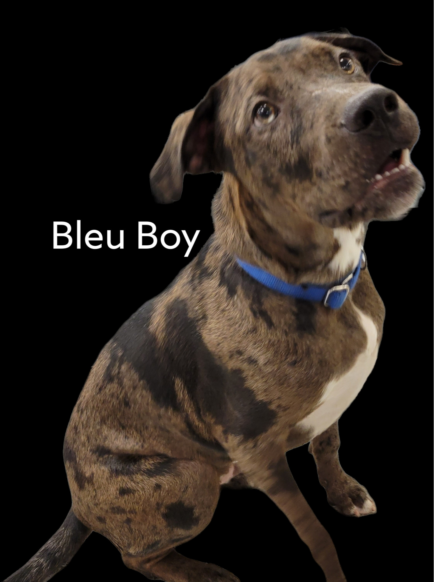 Bleu Boy